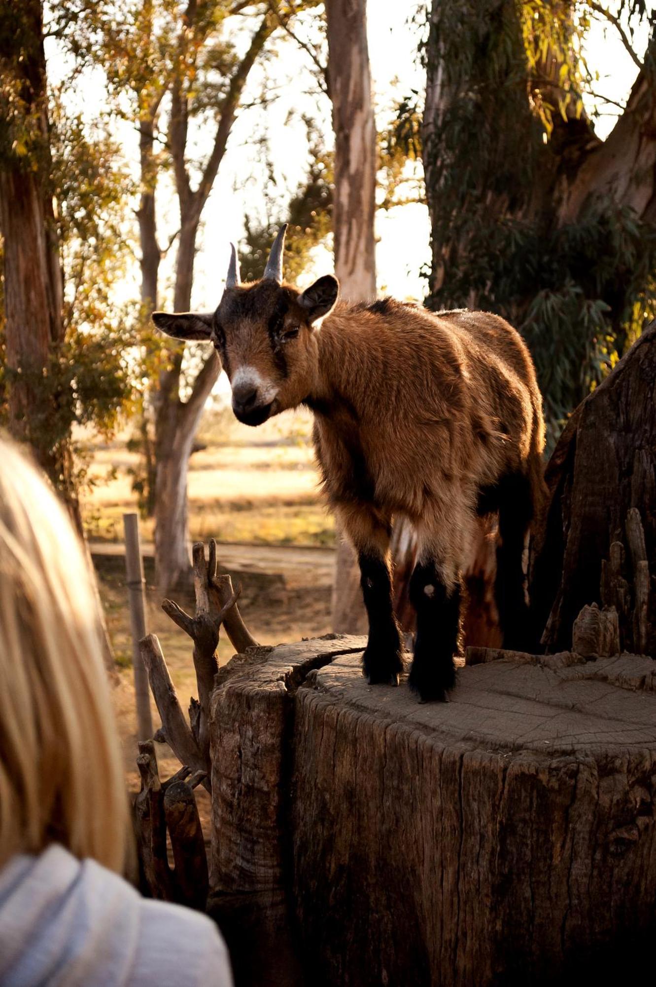 Dalmore Guest Farm بيرغفيل المظهر الخارجي الصورة
